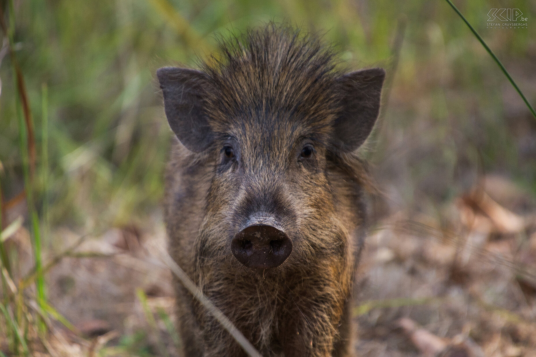 Bandhavgarh - Wild zwijn  Stefan Cruysberghs